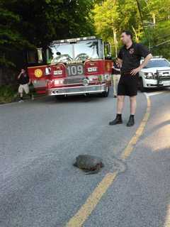 Bedford Fire Chief Comes To Aid Of 'Snappy' Pedestrian