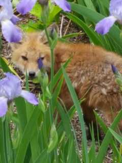 Second Rabid Fox Found In Region