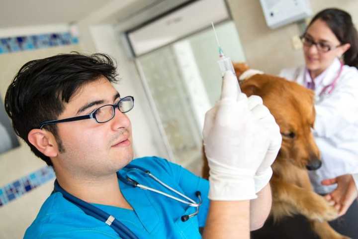 Rabid Raccoon In Easton Bites Dog, Prompts Call For Licensing