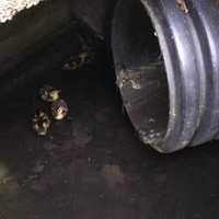 <p>The ducklings caught in the storm drain in Greenwich are tiny!</p>