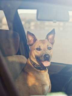 Dog Rescued After Being Left In Hot Car At New City ShopRite