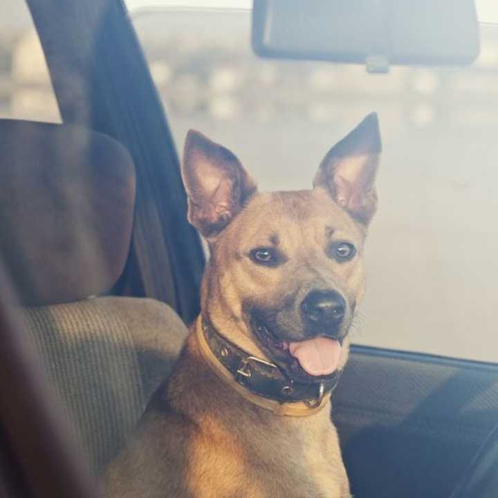 A woman was arrested after leaving her dog parked in a hot car.