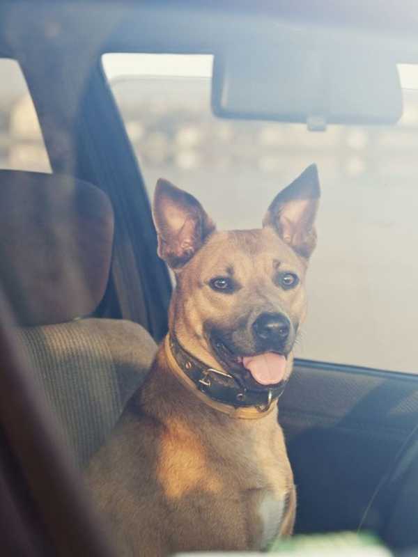 Dog Rescued After Being Left In Hot Car At New City ShopRite