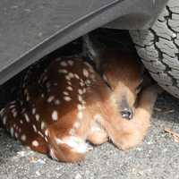 <p>“It’s not always about fires,” said a Warren County fire department whose members safely rescued and relocated a sleeping fawn from underneath a local resident’s car.</p>