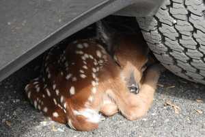 PHOTOS: Warren County Fire Department Rescues Sleeping Fawn From Underneath Resident’s Car