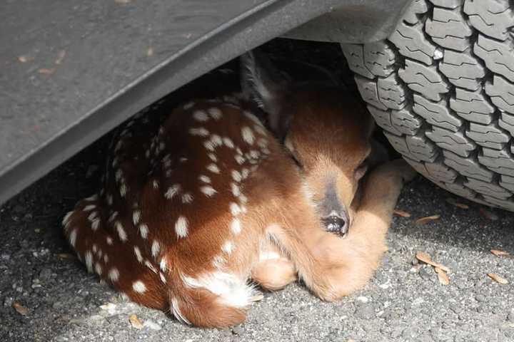 PHOTOS: Warren County Fire Department Rescues Sleeping Fawn From Underneath Resident’s Car