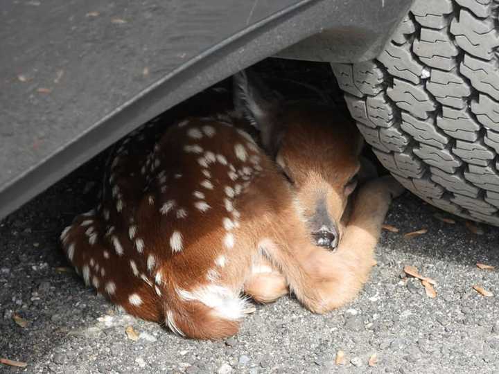 “It’s not always about fires,” said a Warren County fire department whose members safely rescued and relocated a sleeping fawn from underneath a local resident’s car.