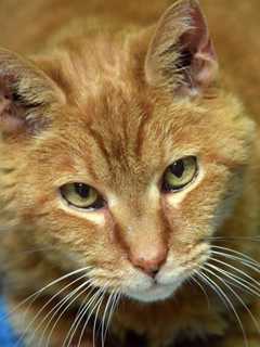Norwalk PAWS Hopes 'Golfball's' Sad Start Has A Happy Ending