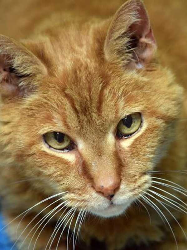 Norwalk PAWS Hopes 'Golfball's' Sad Start Has A Happy Ending