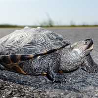 Drivers On 287 In Boonton Give Turtle A Brake As It Crosses Roadway