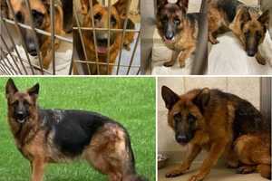 Authorities Probe Alarming Discovery Of German Shepherds Abandoned Throughout Bergen, Passaic