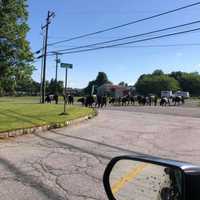 <p>A Morris County resident captured the surprising and moo-filled moment a large family of cows escaped from a farm and made their way across the street nearby.</p>