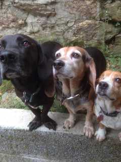 Glen Rock Dog Park Seeks Volunteer Fundraising Chairperson