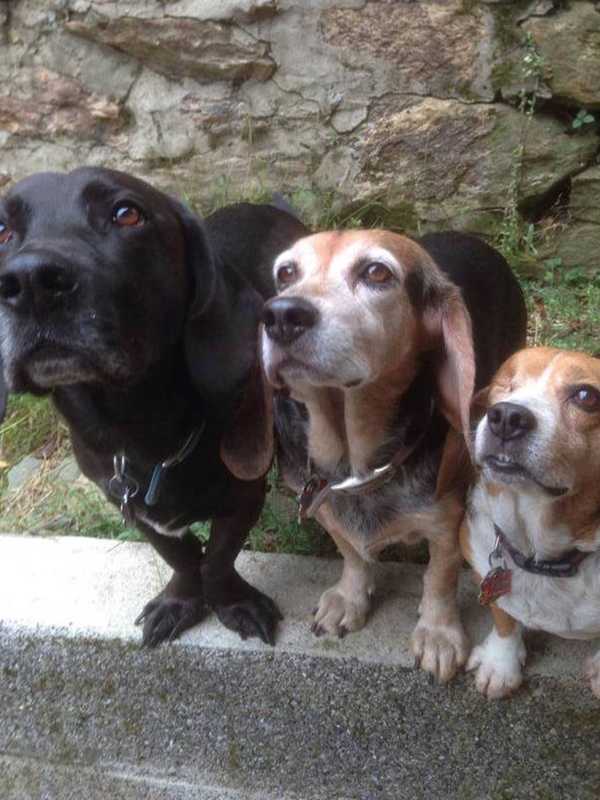 Glen Rock Dog Park Seeks Volunteer Fundraising Chairperson