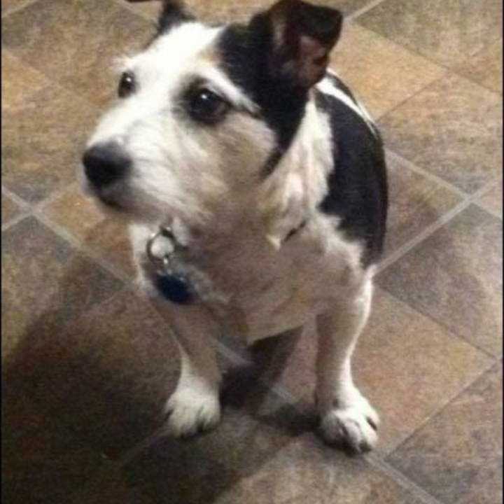 Killer, who is deaf, wandered off from his home in Mahopac and is missing. 