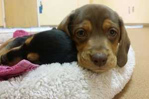 Beagle-Mix Puppies Nearly Ready For Adoption From Norwalk PAWS