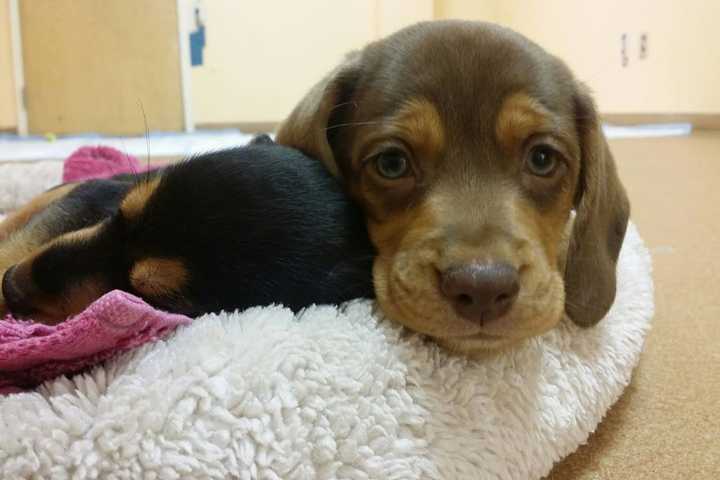 Beagle-Mix Puppies Nearly Ready For Adoption From Norwalk PAWS