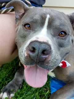 Pit Bull Becomes Veteran's Service Dog In Rockland