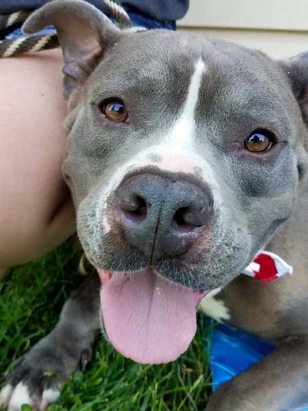 Pit Bull Becomes Veteran's Service Dog In Rockland