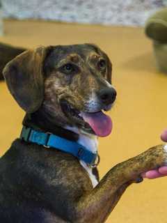 Norwalk PAWS Wants To Help Foxhound Mix Richie Find A Home