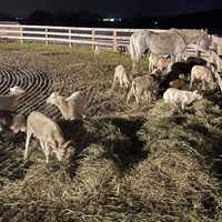 <p>Barry Lee Orndorff, 64, of Sandbank Road, Southampton Township is accused of failing to properly care for 40 sheep, 20 goats, 40 ducklings, 40 assorted birds, 10 rabbits and a horse in his care, PA State Police said.</p>