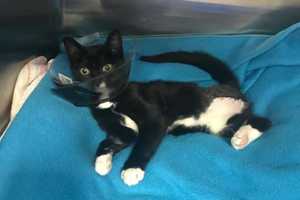 'Overwhelming' Number Of Unwanted Kittens In Rockland, Hi Tor Center Says