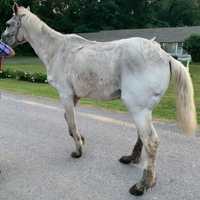 <p>State Police in Carlisle rescued more than 400 animals in “deplorable” conditions over the weekend, leading to felony aggravated animal cruelty charges for a Cumberland County man.</p>