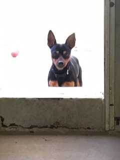 Ridgefield Police Find Owner Of Miniature Pinscher Found Near Danbury