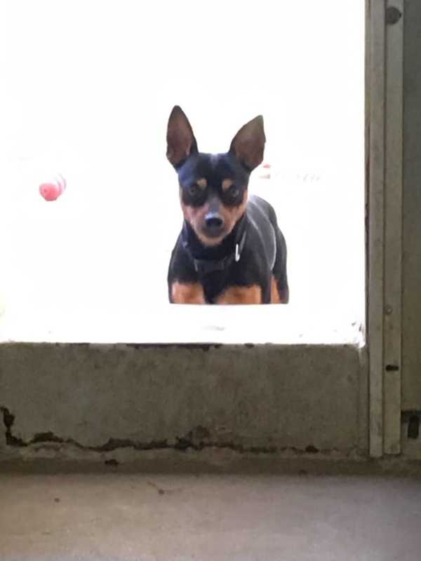 Ridgefield Police Find Owner Of Miniature Pinscher Found Near Danbury