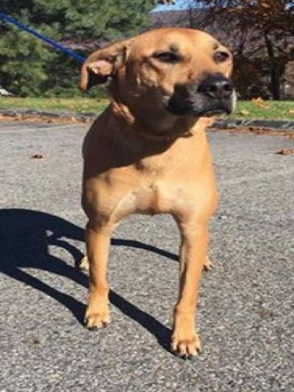 Do You Know Her? Dog Found Near Putnam Diner On Route 22