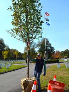 Going Green: Tree Conservancy Leaves Its Mark Around Darien