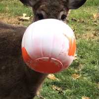 Deer Rescued In Area After Snout Gets Stuck In Halloween Bucket For Days