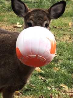 Deer Rescued In Area After Snout Gets Stuck In Halloween Bucket For Days