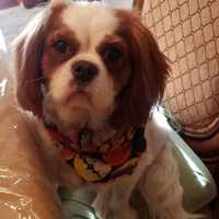 Small Dog Out For A Walk Now Clinging To Life Following Attack In Westchester