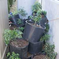 <p>A grow house was discovered in Yonkers following a motor vehicle crash.</p>