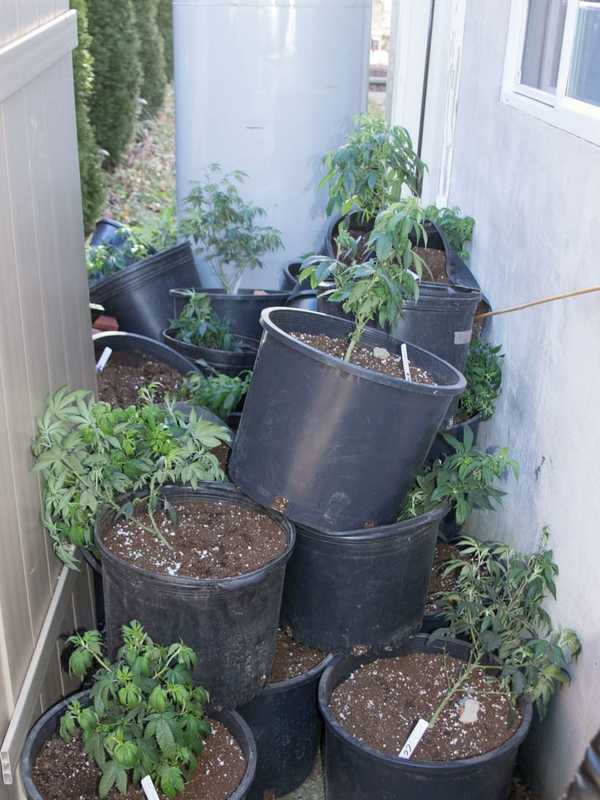 Car Crashes Into Wall Of Home, Leading To Discovery Of Marijuana Grow House In Westchester