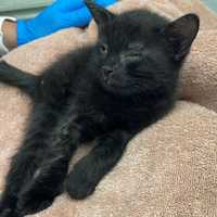 Mount Vernon Man Accused Of Breaking Leg Of Kitten, SPCA Says