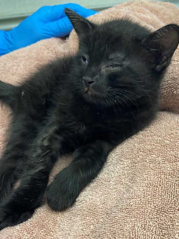 Westchester Man Accused Of Breaking Leg Of Kitten, SPCA Says