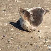 <p>A young harp seal.</p>