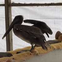 <p>One of the pelicans being cared for at the center.</p>