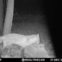 Students At Westchester HS Capture Image Of Red Fox Sighting