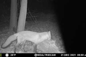 Students At Westchester HS Capture Image Of Red Fox Sighting