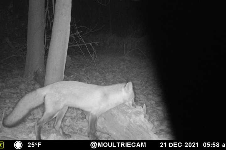 Students At Westchester HS Capture Image Of Red Fox Sighting