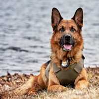 K9 Officer Helps Catch Teen Car-Theft Suspect On I-84