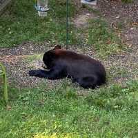 <p>A bear was spotted making the rounds in a Dutchess County backyard.</p>