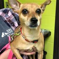 Suspect Sought After Chihuahua Dumped In Garbage Bag In Westchester