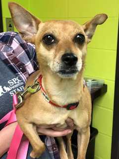 Suspect Sought After Chihuahua Dumped In Garbage Bag In Westchester