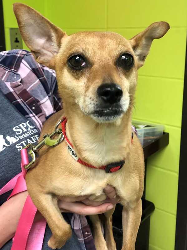 Suspect Sought After Chihuahua Dumped In Garbage Bag In Westchester