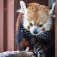 Fairfield County's Beardsley Zoo Mourns Death Of Beloved Red Panda Rochan At Age 7
