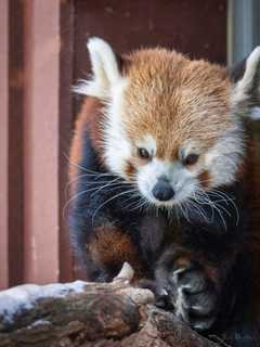 CT's Beardsley Zoo Mourns Death Of Beloved Red Panda Rochan At Age 7